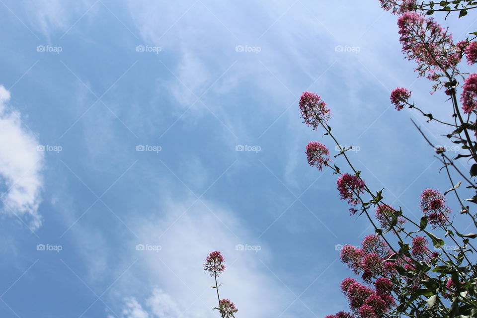 Flower, Sky, No Person, Nature, Summer