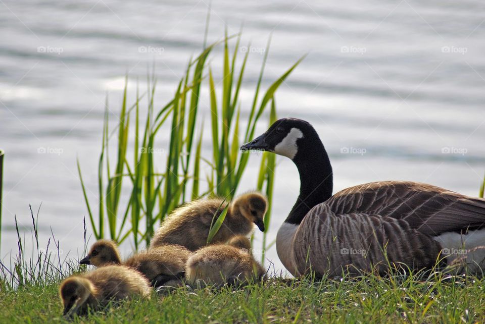Canadian geese with ducklings