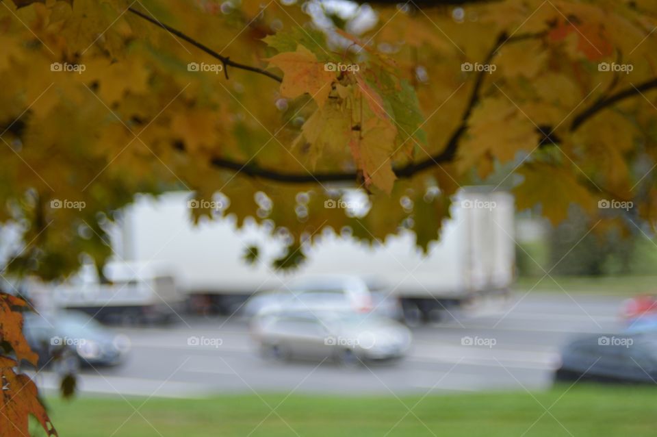 Autumn maple