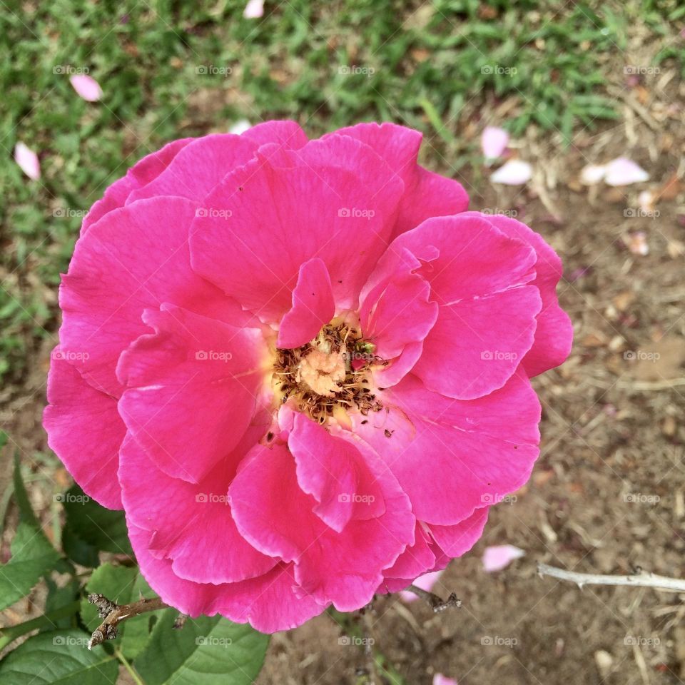 🌹 🇺🇸 Very beautiful flowers to brighten our day.  Live nature and its beauty. Did you like the delicate petals? / 🇧🇷 Flores muito bonitas para alegrar nosso dia. Viva a natureza e sua beleza. Gostaram das pétalas delicadas? 