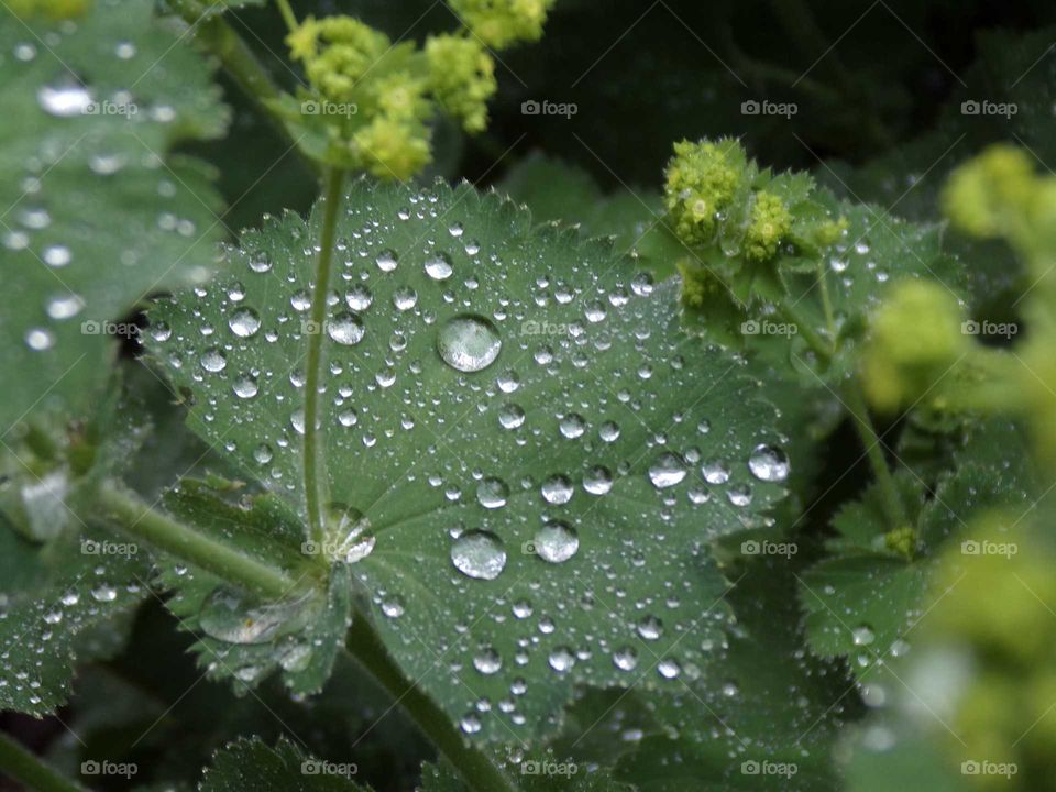Regentropfen auf einem Blatt