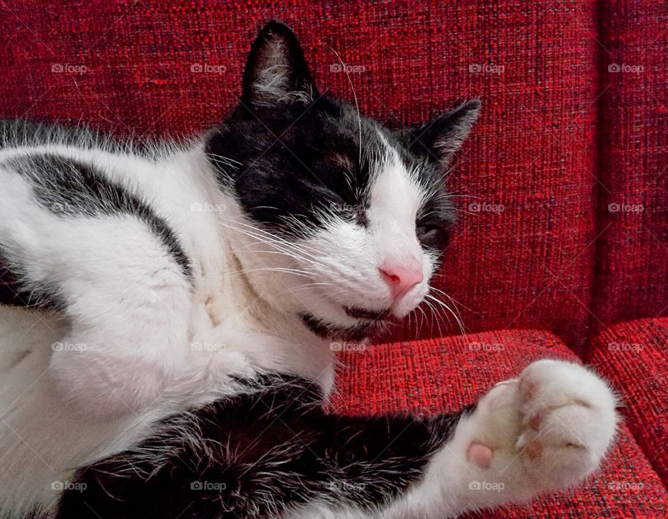 lazy cat on red sofa