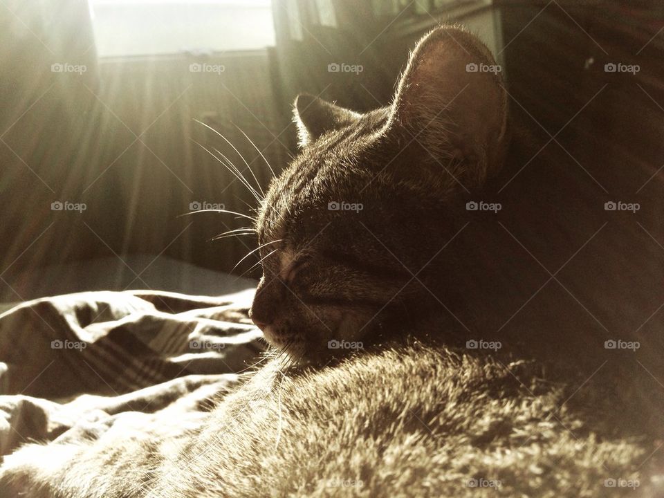 Cat under the sun.