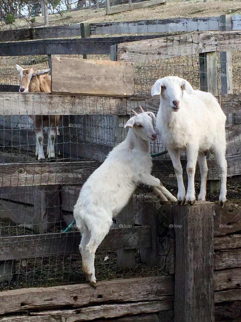 Mama & Baby Goats