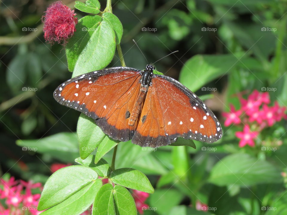 Close up butterfly.