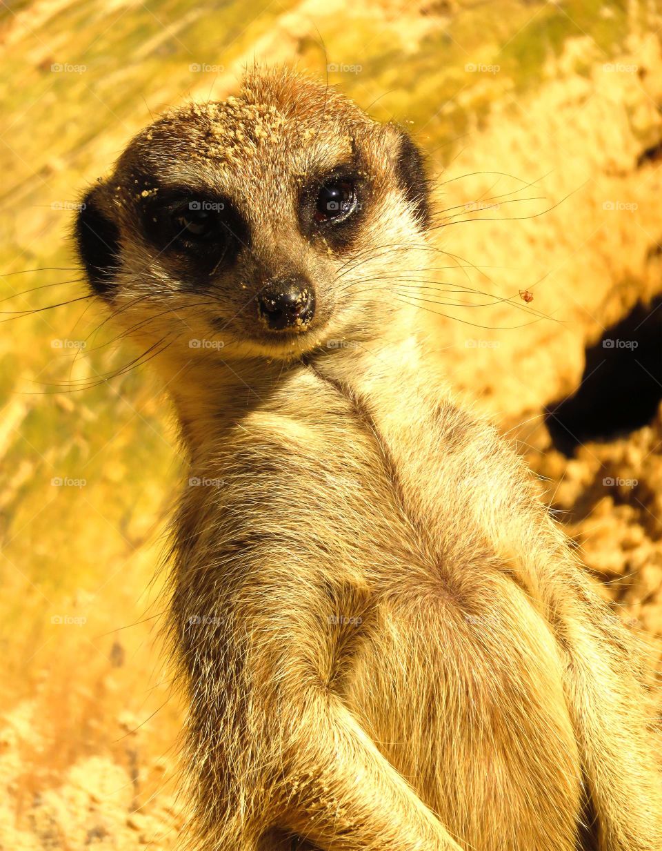 Close-up of a meerkat