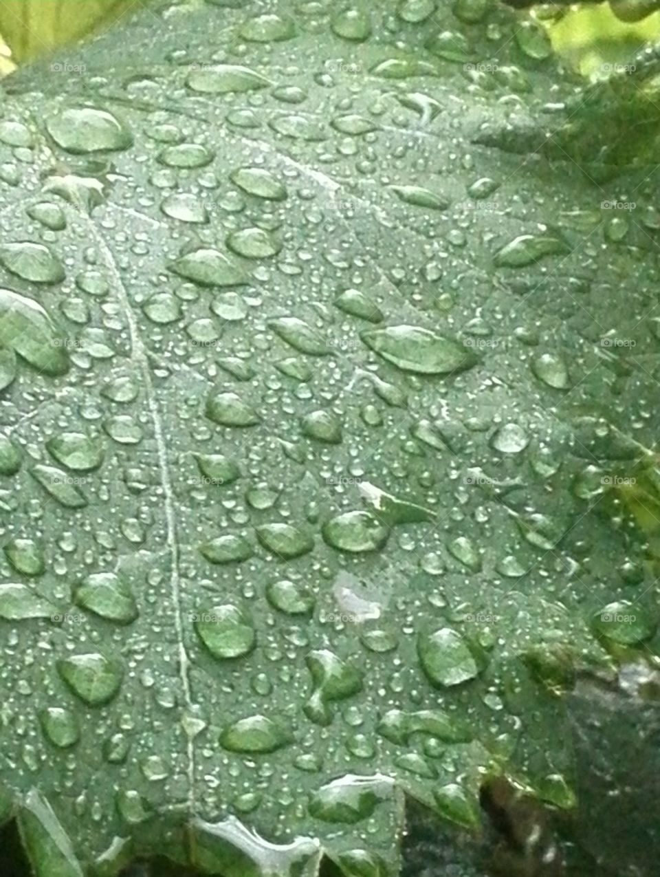 Wet grapevine leaves