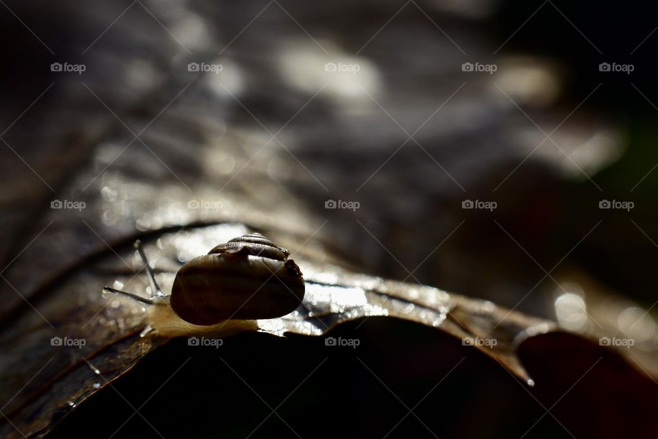 Snail in autumn 