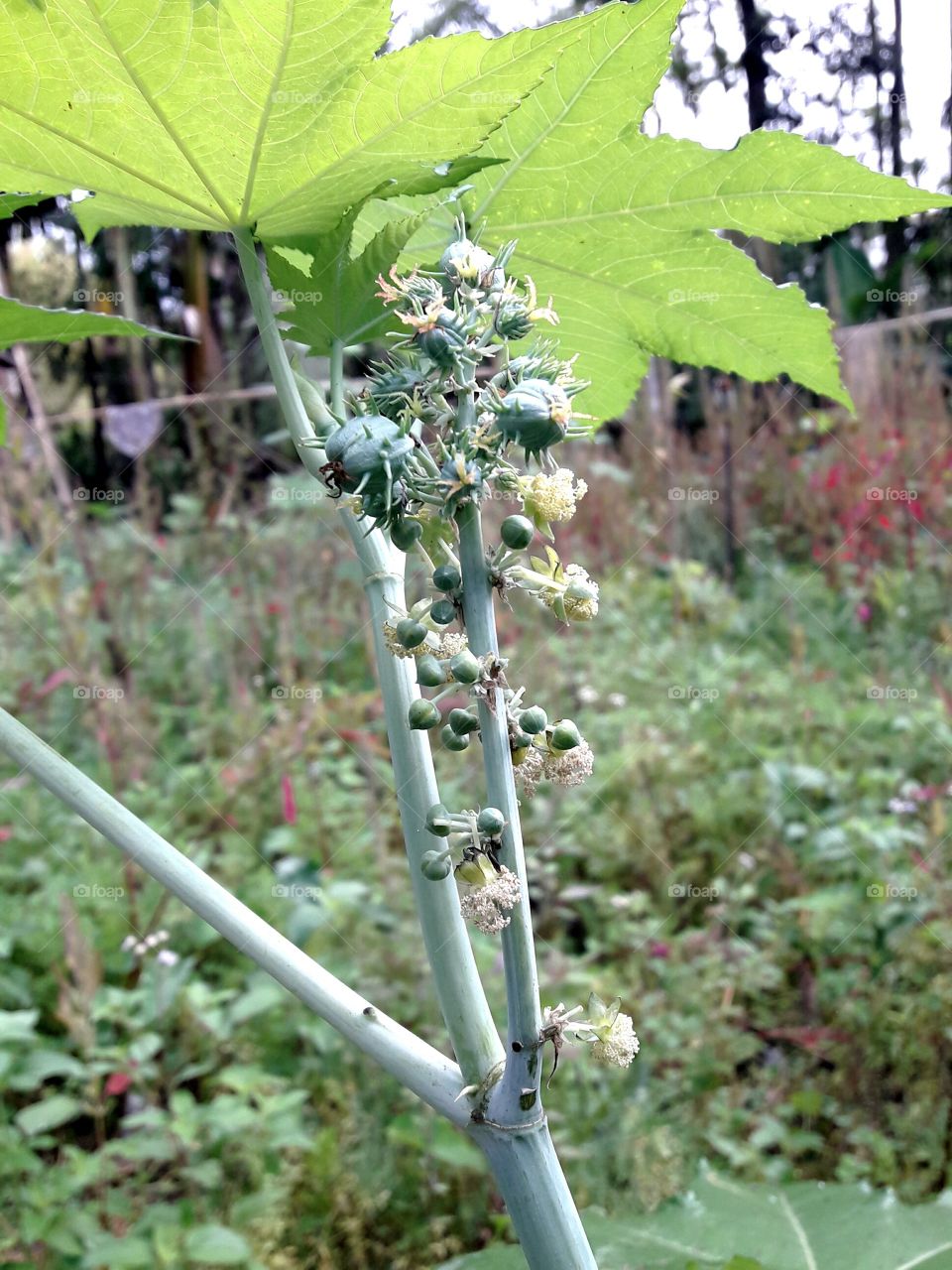 Castor oil plant with leaf ,seed and flower.