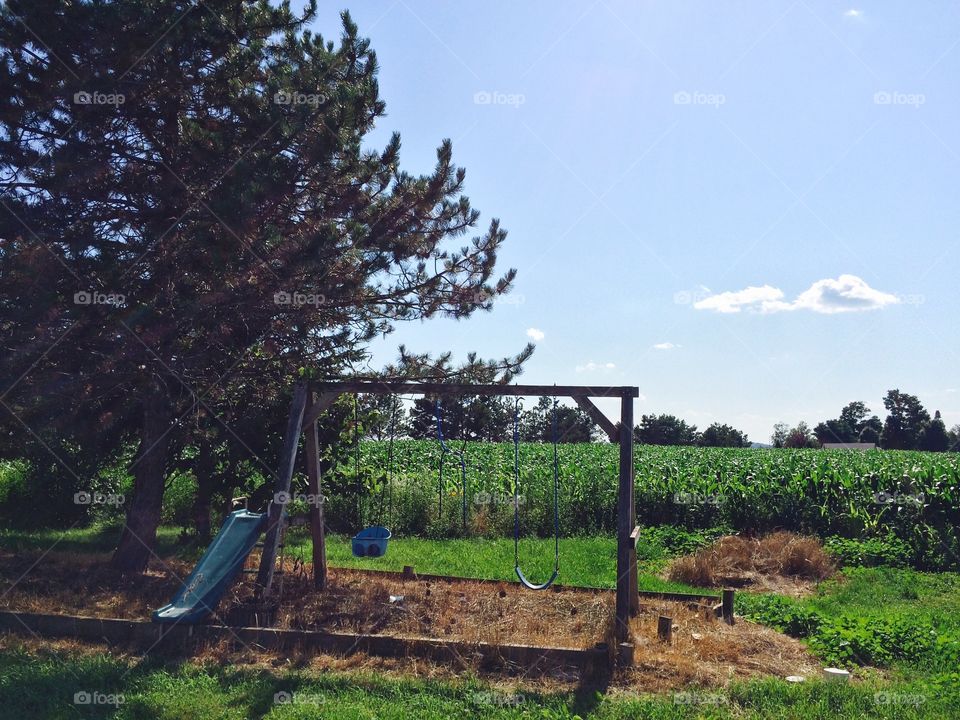 Swings in the corn field 