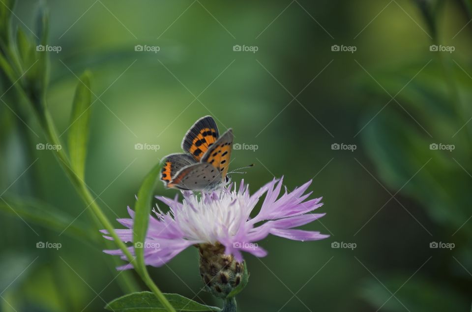 Butterfly on purple flower 