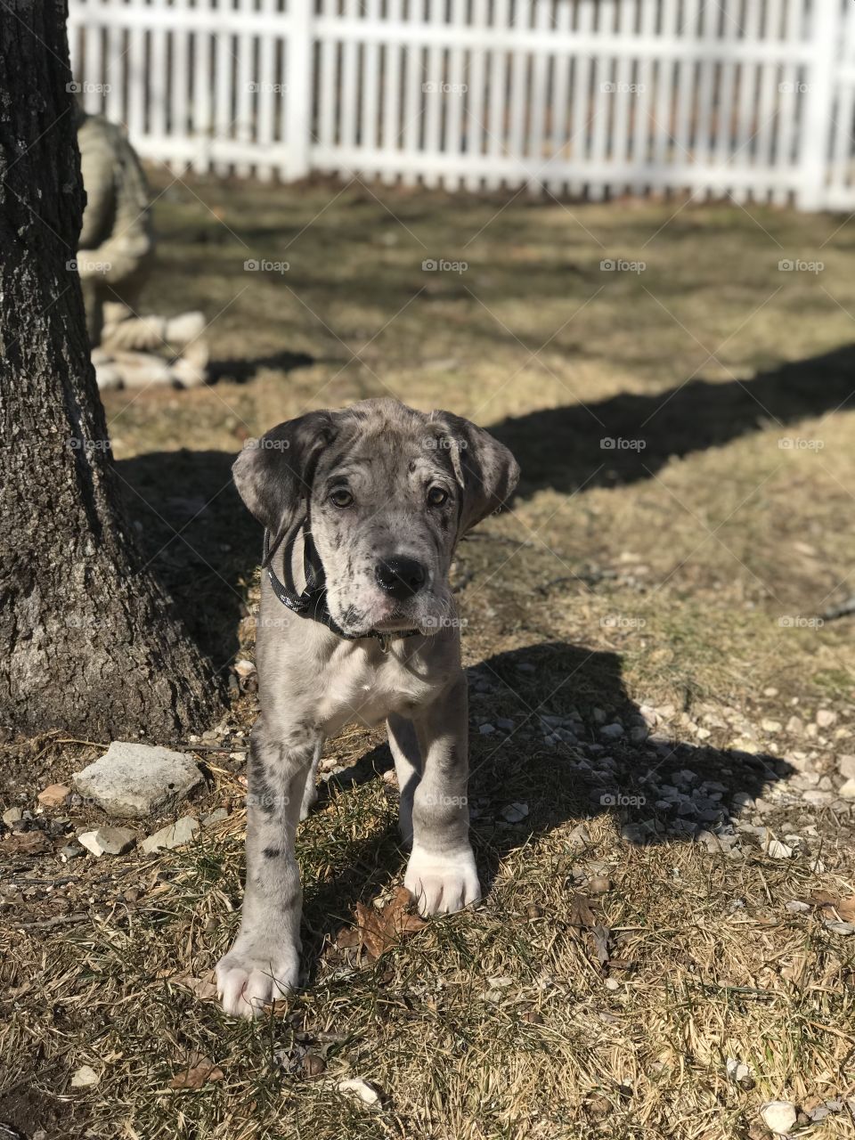 Great Dane and English Mastiff mix 8 week old puppy ready to play and run his yard