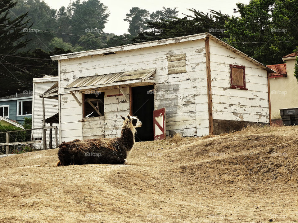 Alpaca at a backyard farm