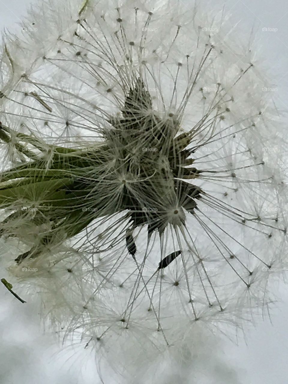 Seeded dandelion