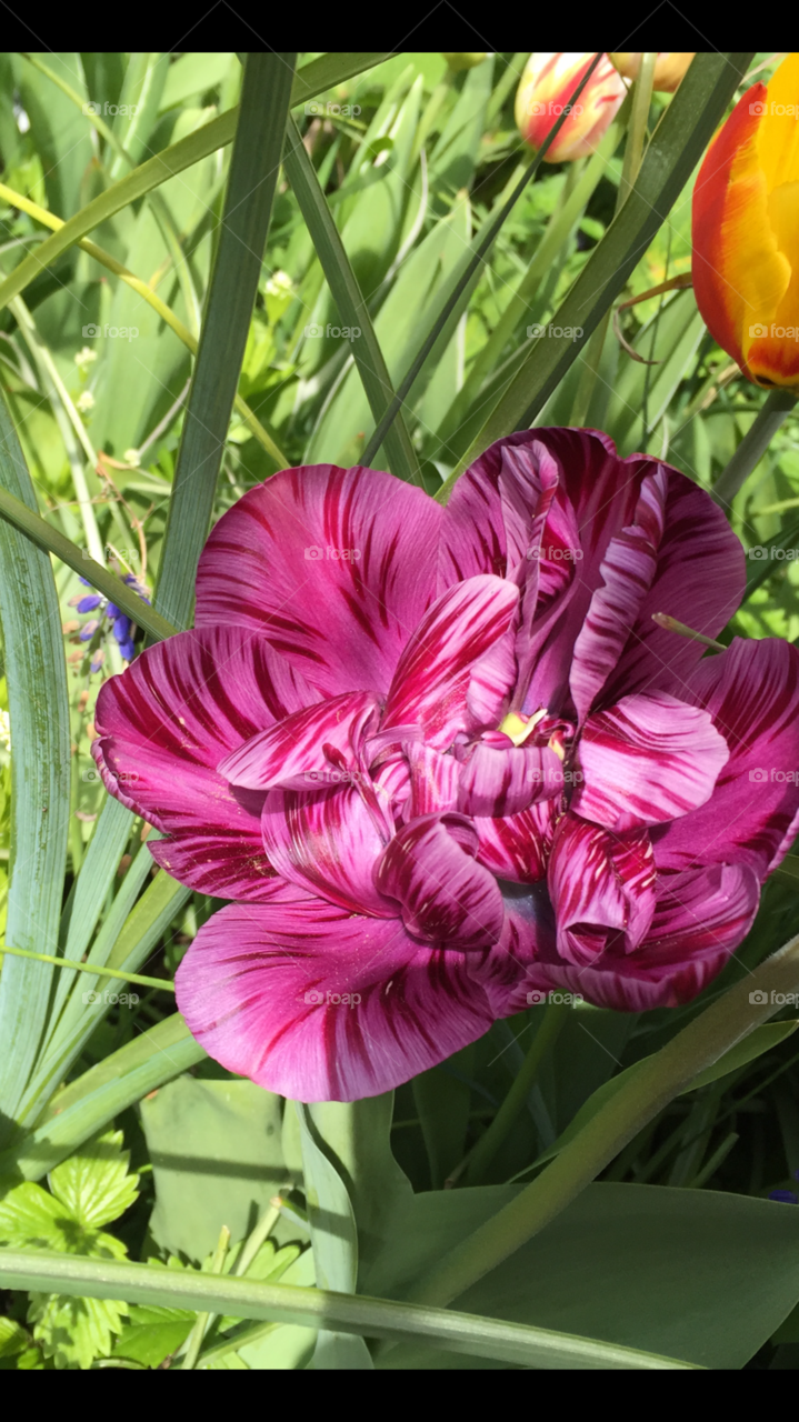 Tulpe Garten fresh Frühling pink gestreift purpur Selten Rarität 