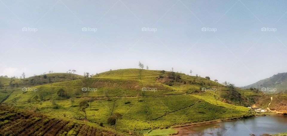 photo of tea garden in summer