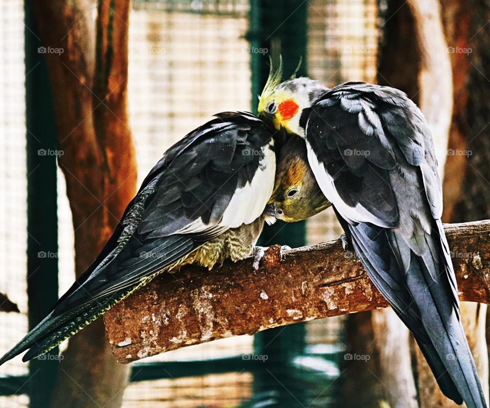parrots, love