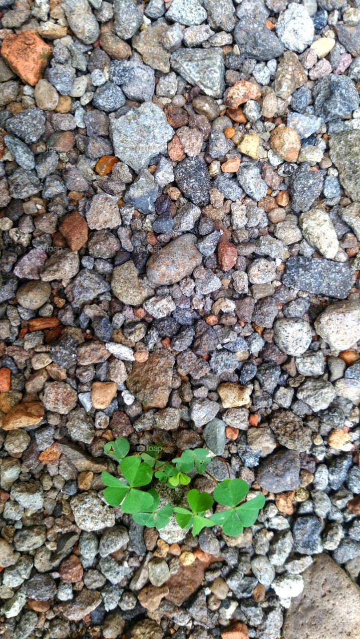 gravel and grass