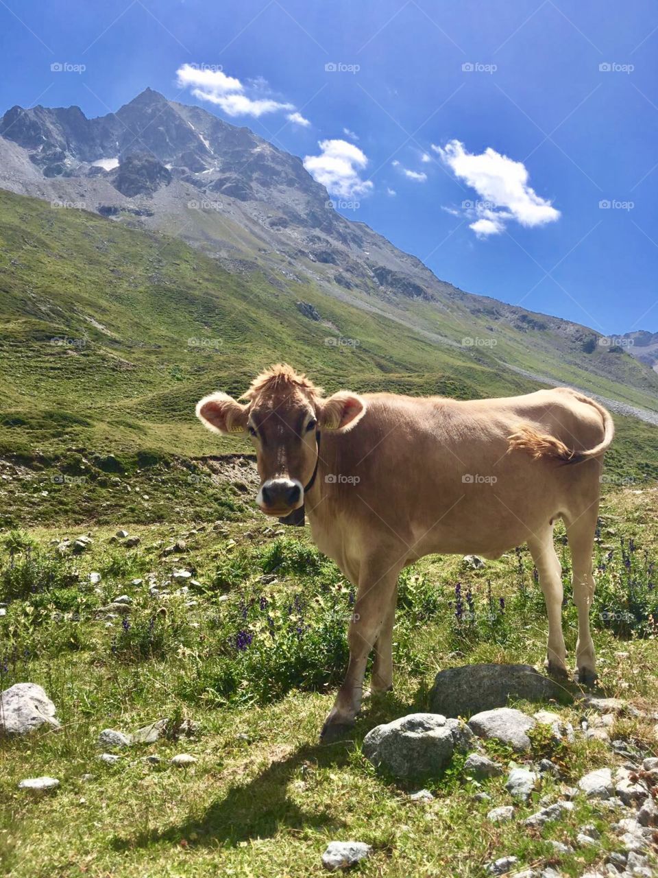 Swiss alps hiking