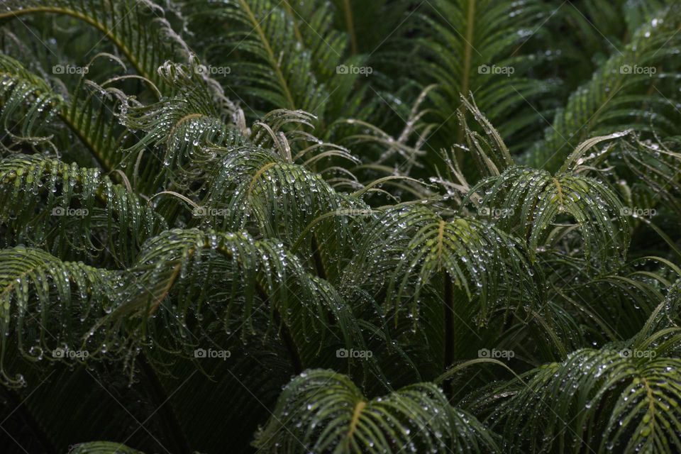 Raindrops on the plant/Gotas de chuva na planta.