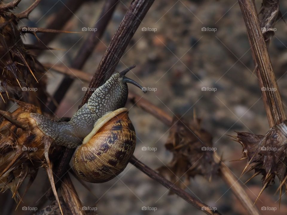 snail