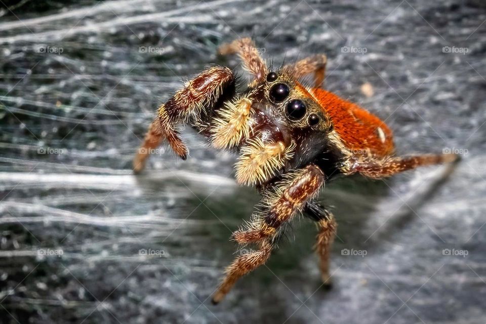 A well behaved model. Whitman’s jumping spider. Raleigh, North Carolina. 