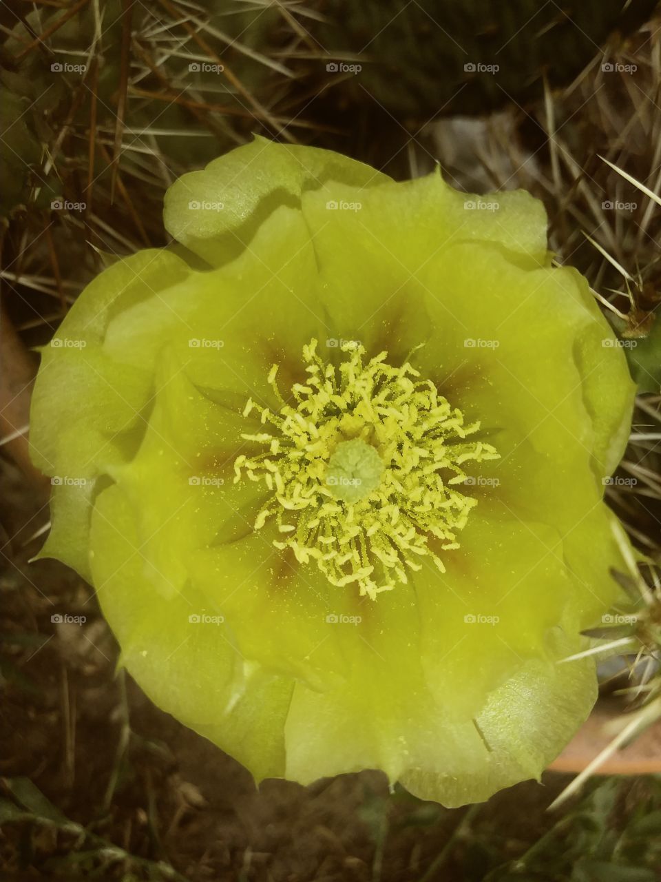 cactus flowers flower