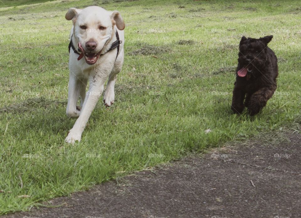 White Labrador and black Schnauzer running around in the park 