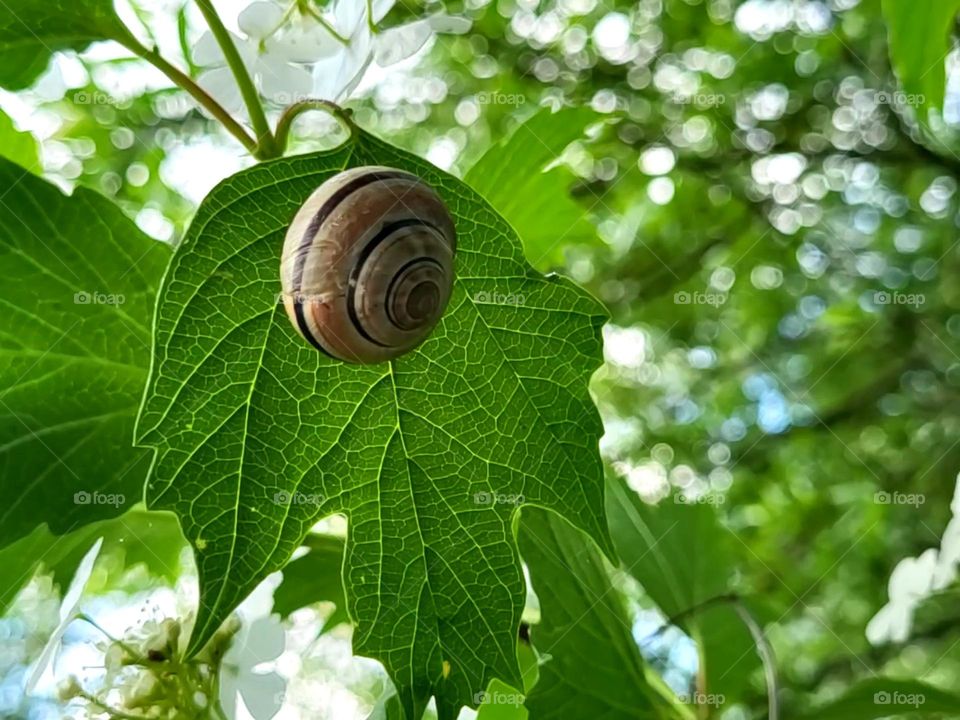 Eine Schnecke auf dem Blatt