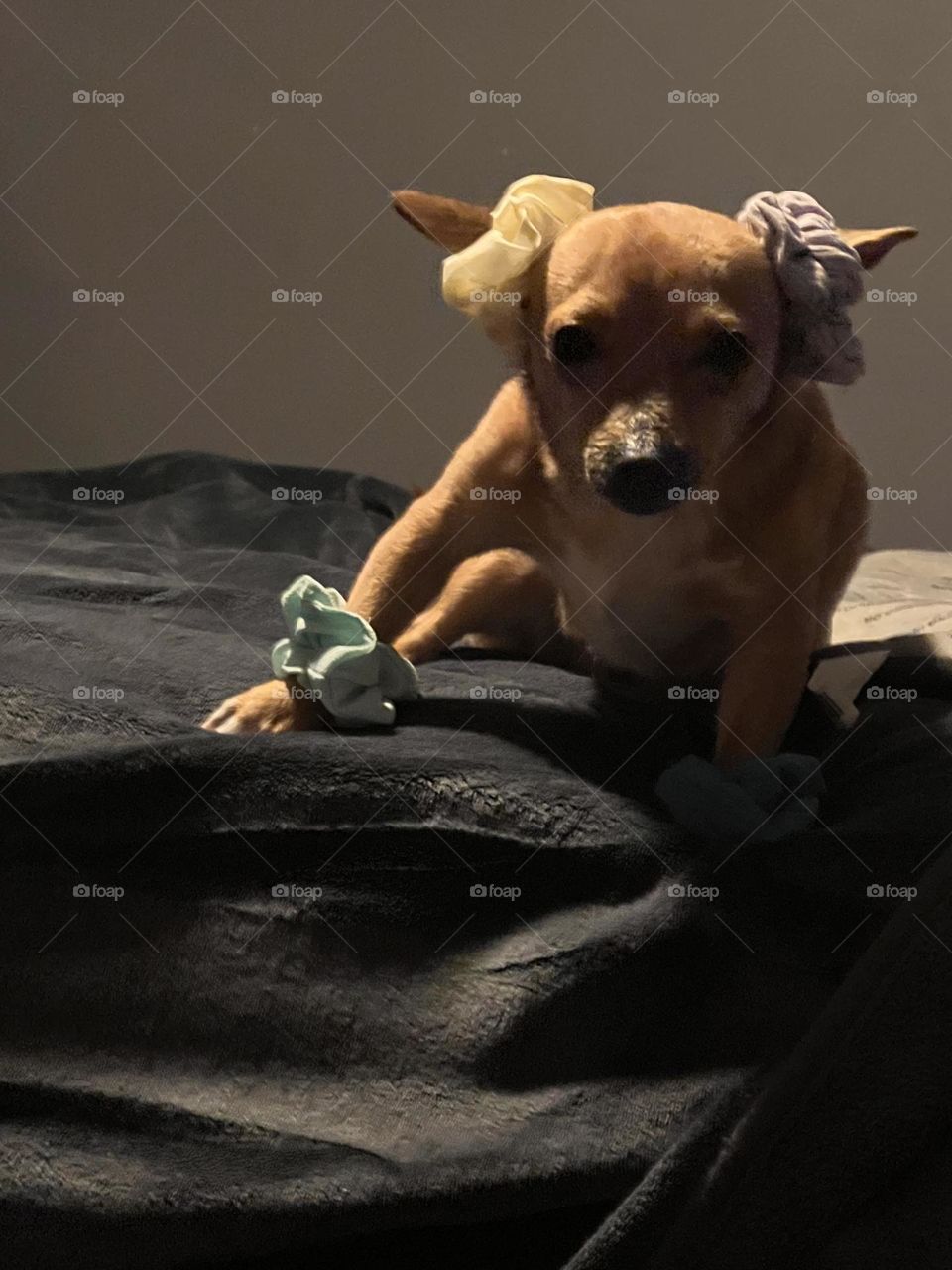 How dis my hair look? 🐾