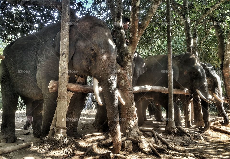 Elephant in camp in Myanmar