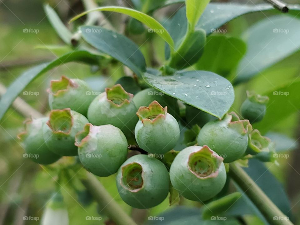 A cluster of unripe plump blueberries on a blueberry Bush.