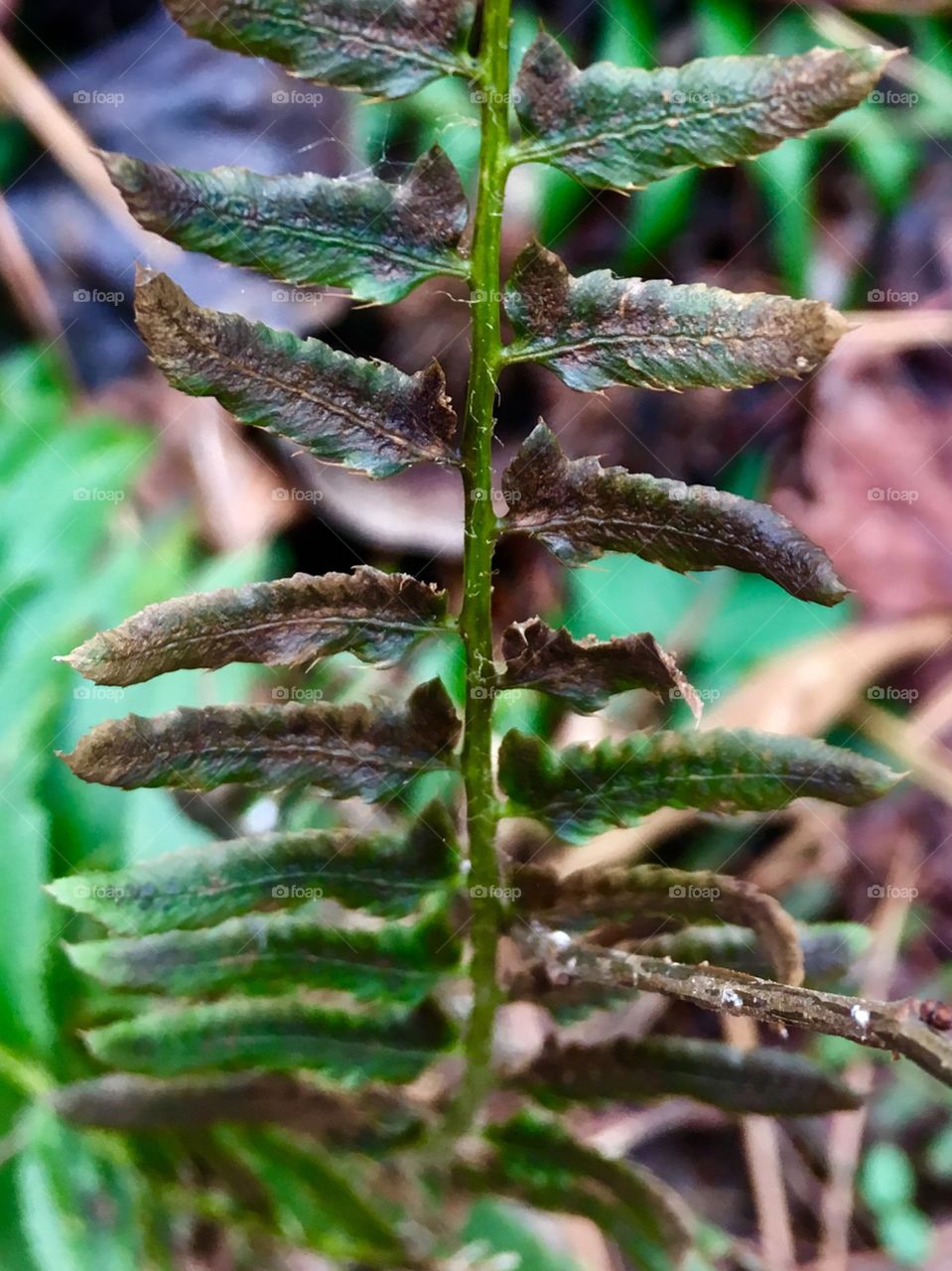 Weathered fern in the forest 