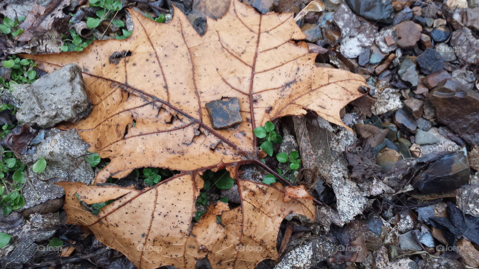 fallen leaf