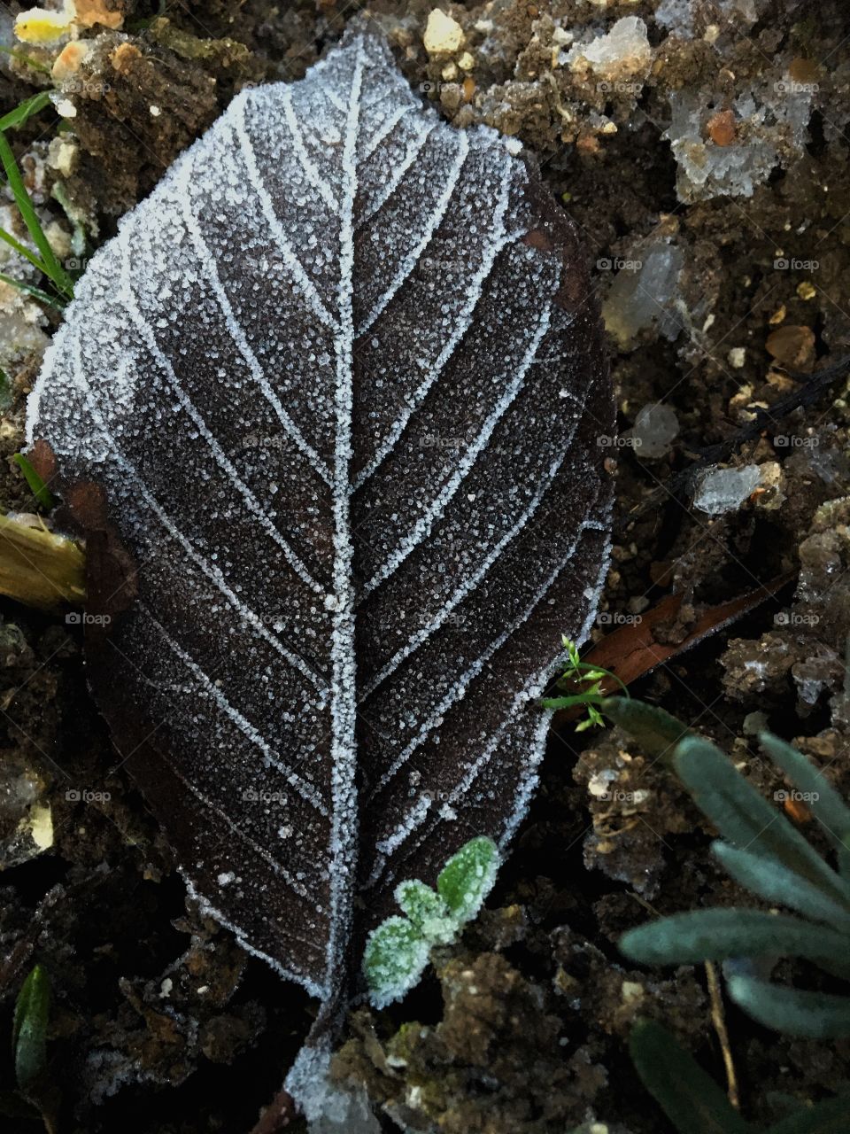 Frozen leaf 🍂