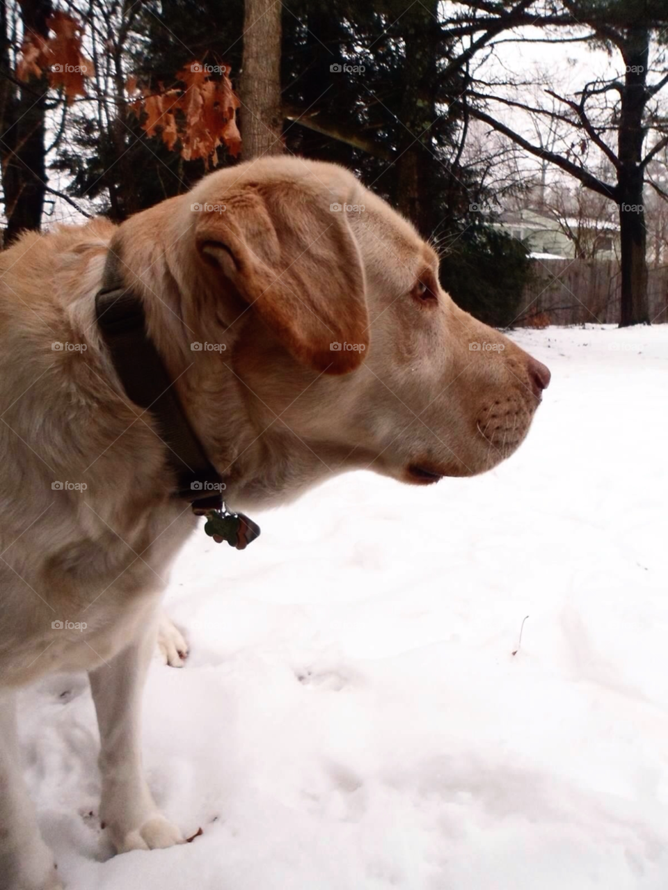 snow winter dog trees by jmh