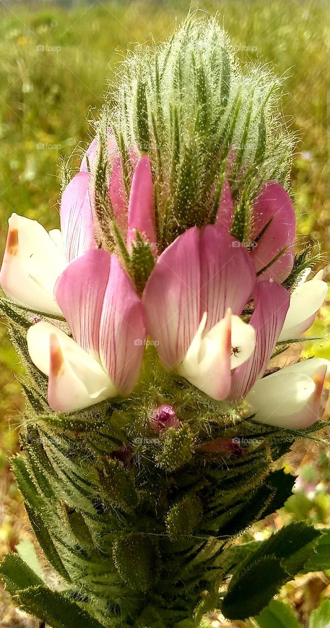 pink flowers