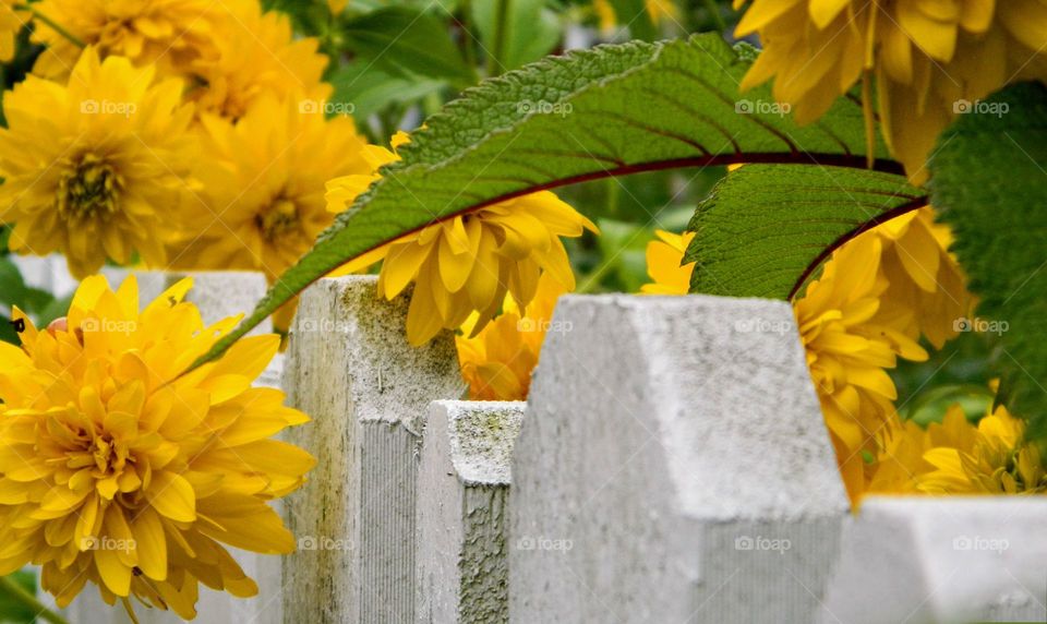 Wodden fence