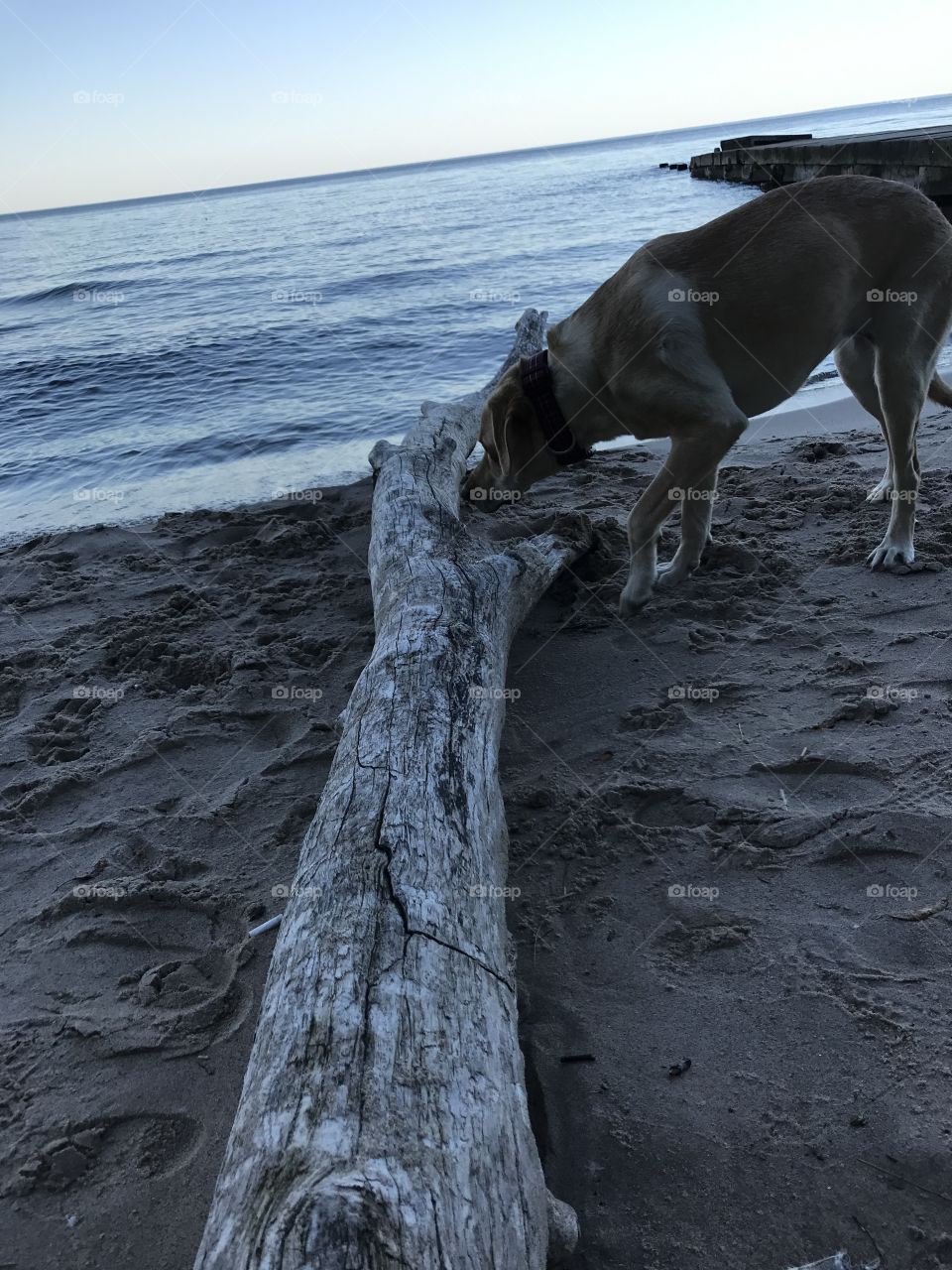 Dog on a log