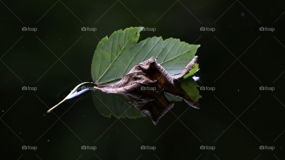 Leaf