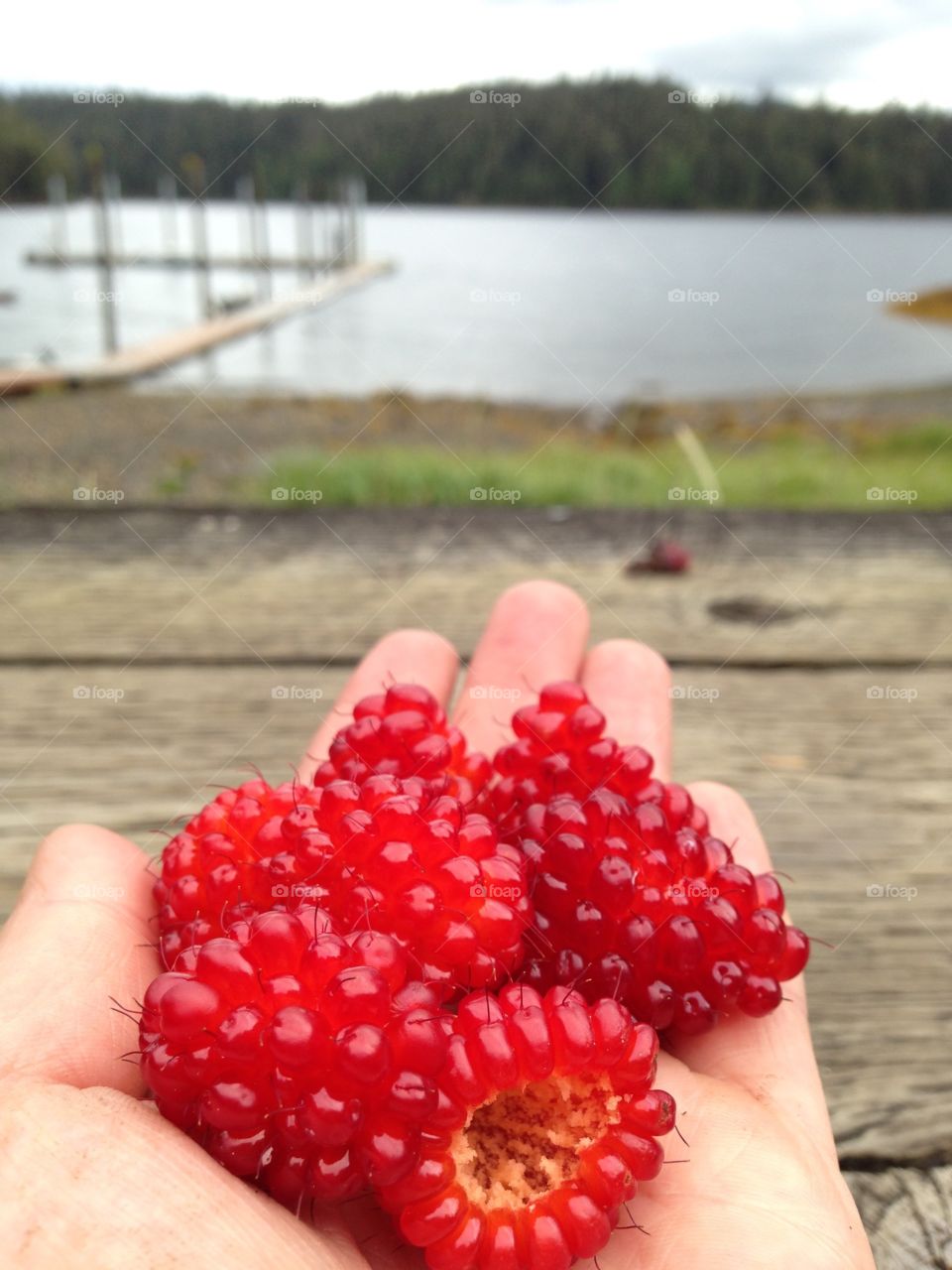 Salmonberries picked in Loring, Alaska 