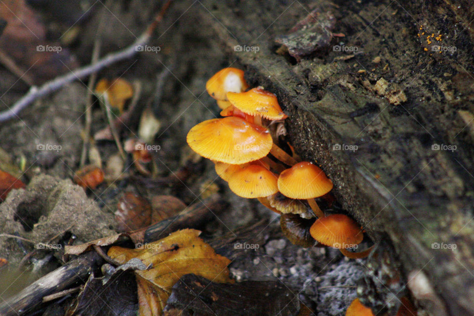 Orange fungus on tree stump