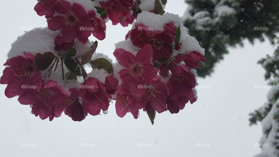 Snow covered apple blossoms.