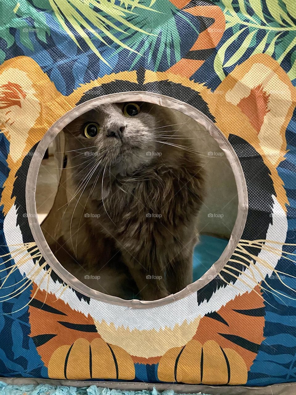 Cute fluffy grey cat peering out of a pop-up cat house 