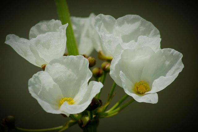 lily