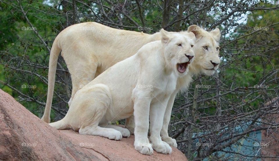 The Toronto Zoo, Toronto, Ontario, Canada