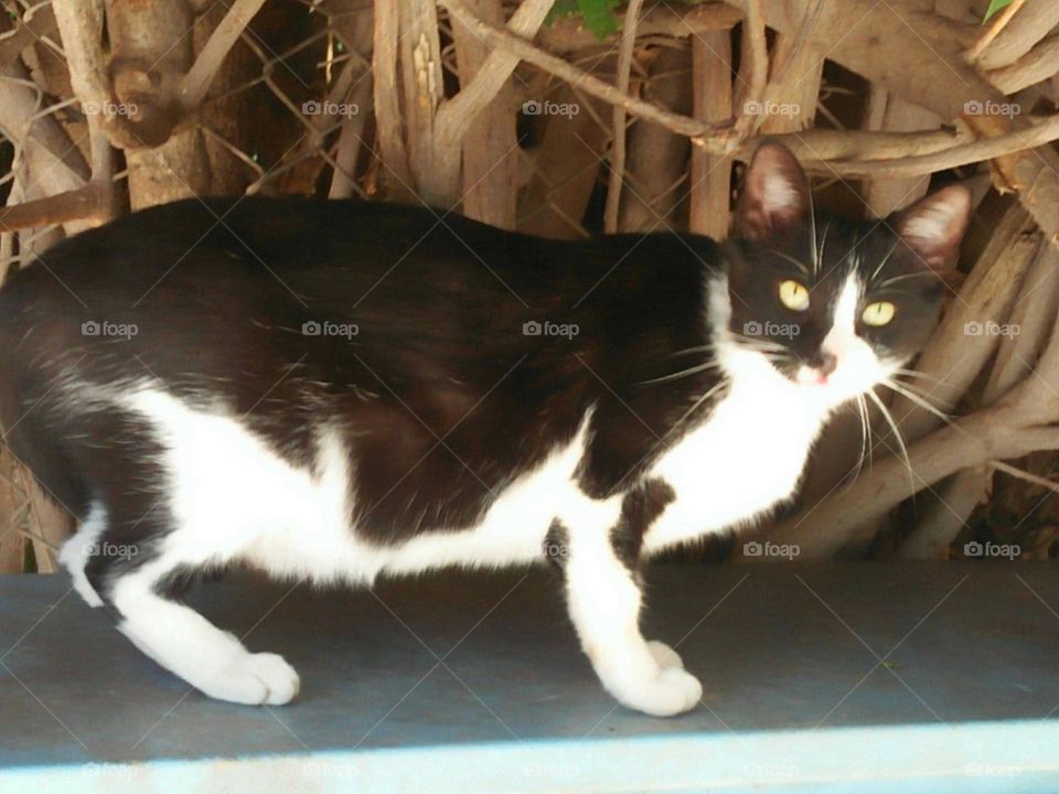 a black and white cat looking at my camera.