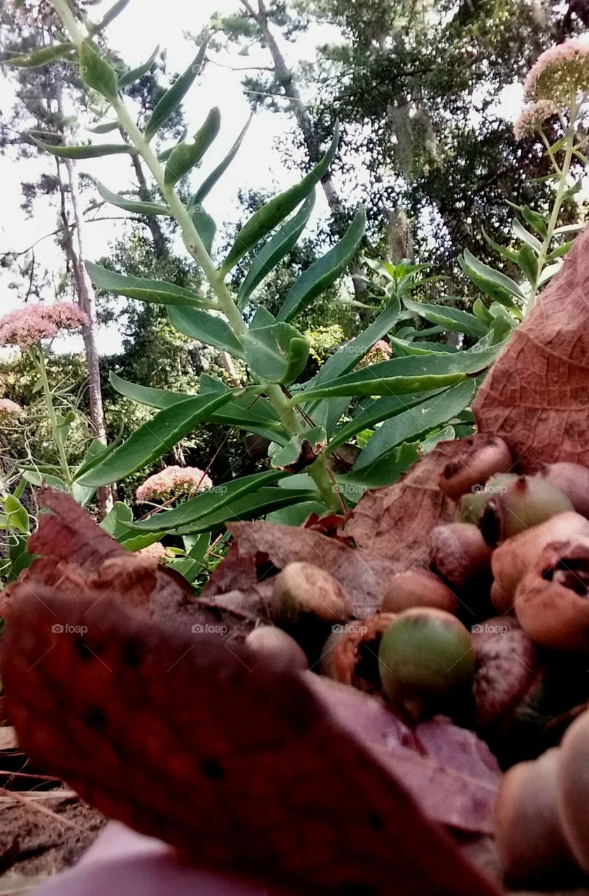first signs of autumn leaves  pine nuts oak nuts acorns falling to the ground