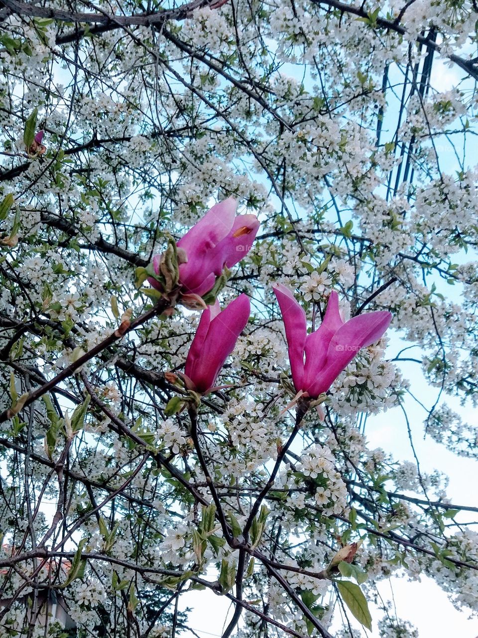 Pink magnolia in bloom along with cherry blossom.  First spring flowers in nature