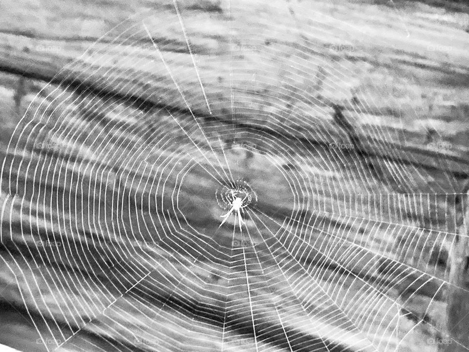 Beautiful black and white spider web 🕸